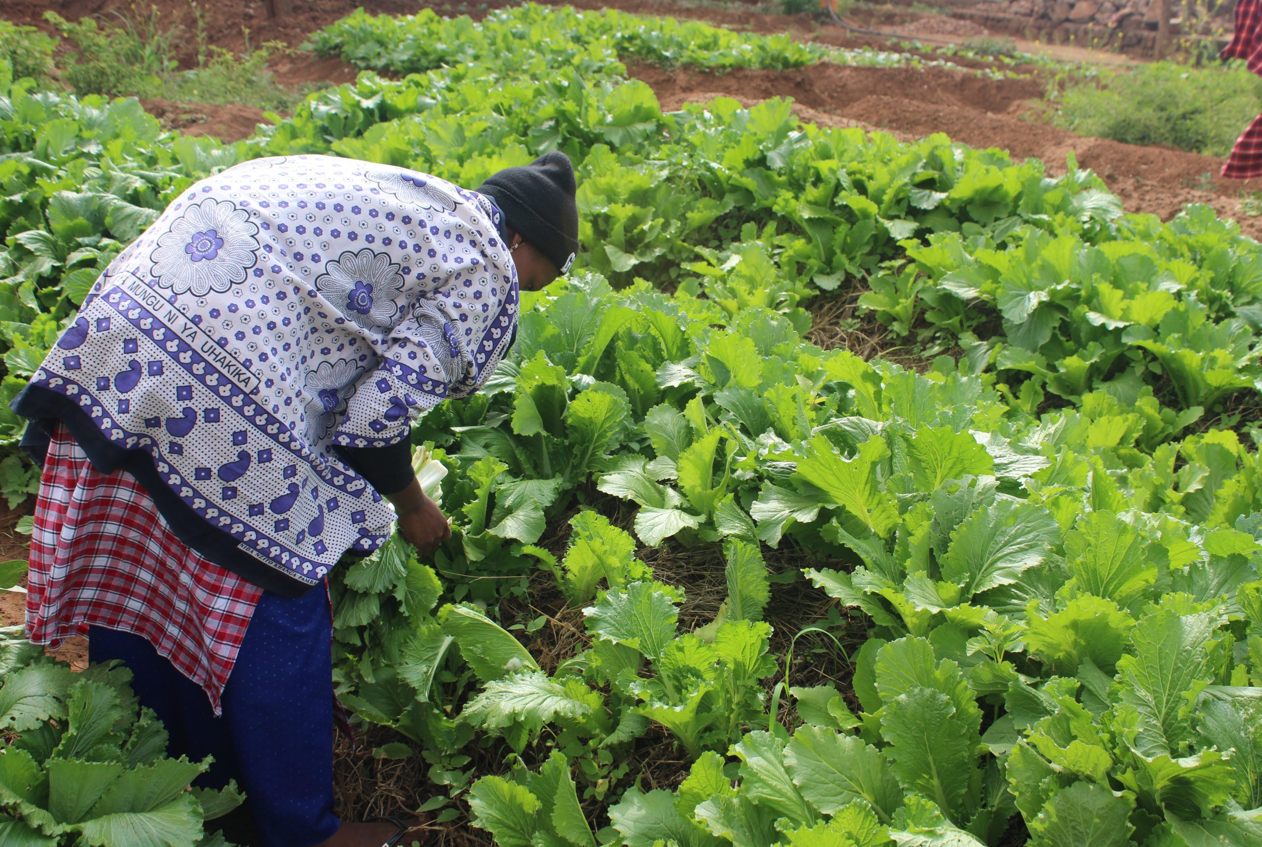 Local pastoral groups gain global recognition, highlighting their role in sustainable practices and advocating for their rights and contributions.