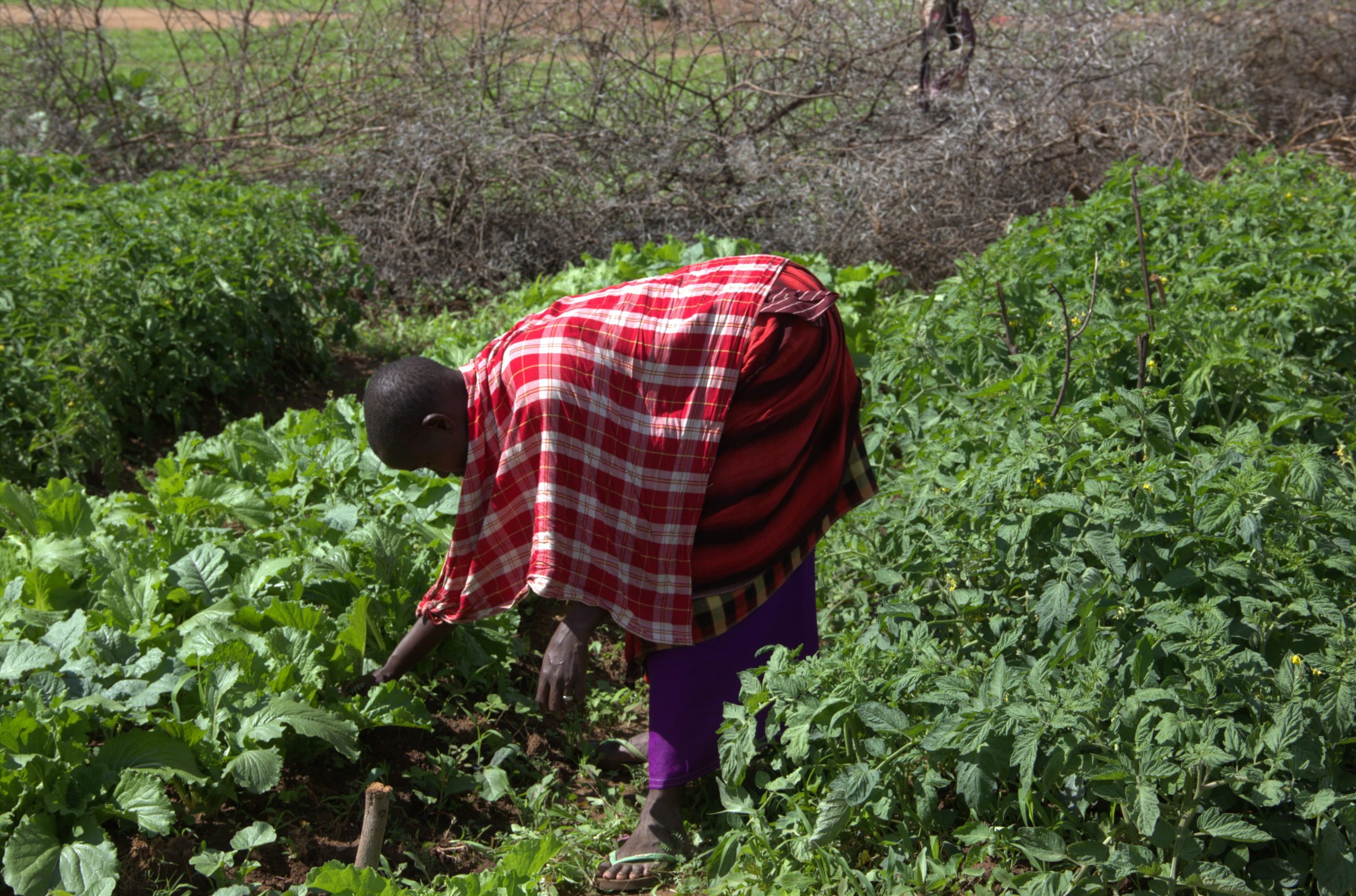 Maasai women lead the way in climate adaptation