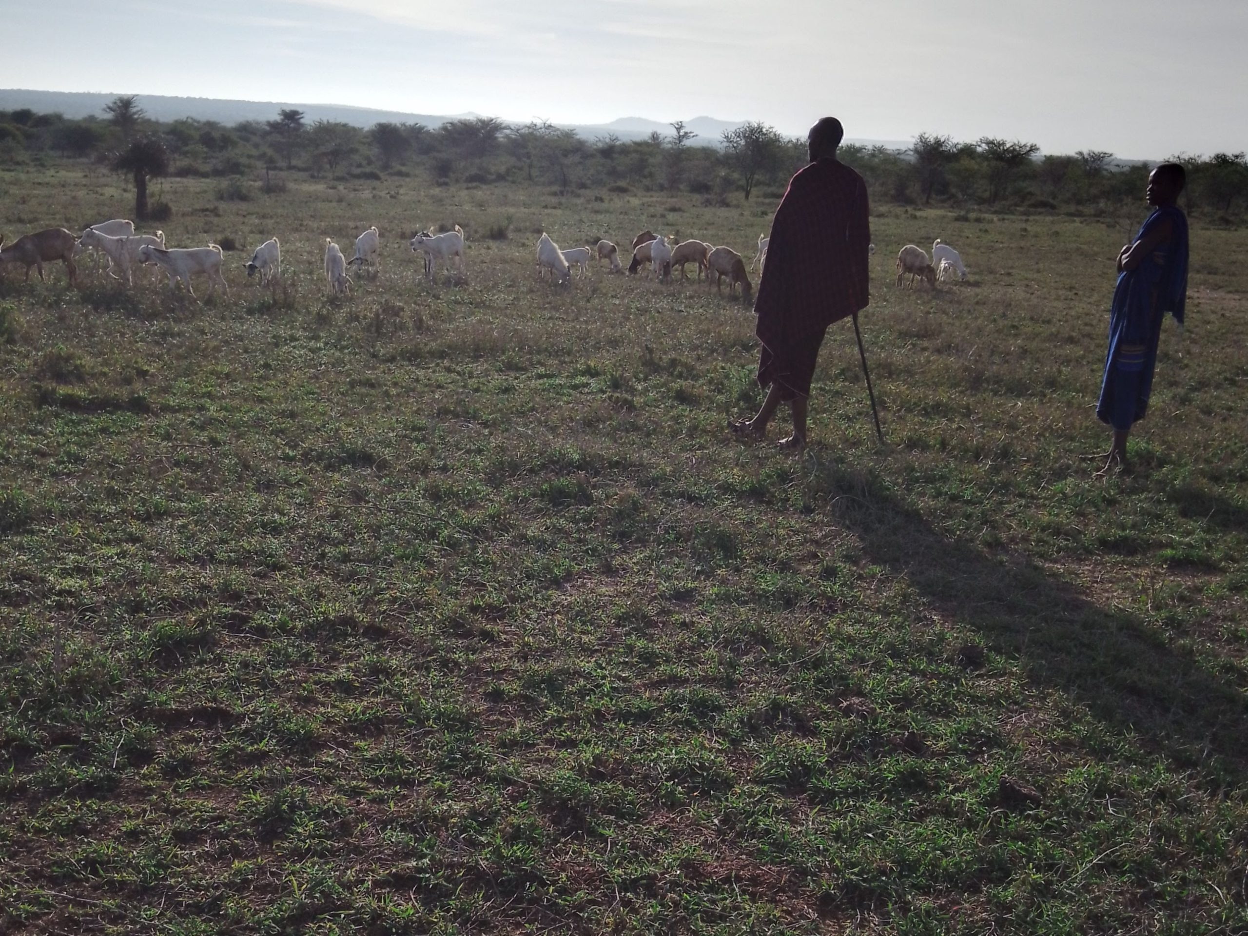 How invasive weeds threaten pastoral livelihoods in Tanzania